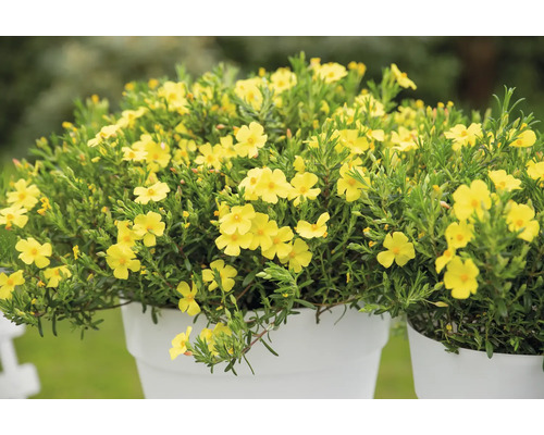 Plantă cu flori galbene într-un ghiveci.