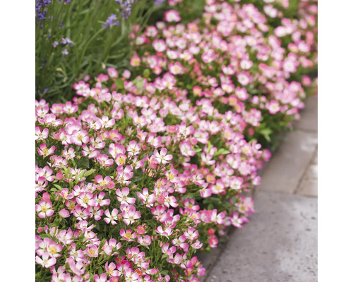 Rând de trandafiri de grădină cu petale roz și margine albă lângă plăcile de trotuar