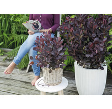 Arbore de oțetar în jardiniere pe o terasă, o femeie citește o revistă