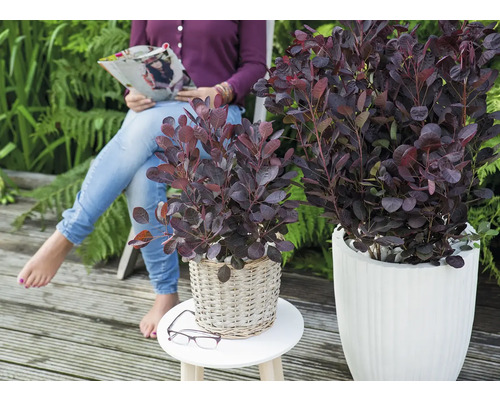 Arbore de oțetar în jardiniere pe o terasă, o femeie citește o revistă