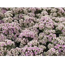 Prim-plan cu flori de Sedum