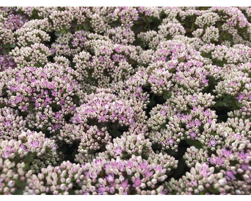 Prim-plan cu flori de Sedum