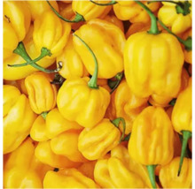 Ardei iute Habanero galbeni