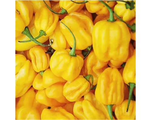 Ardei iute Habanero galbeni