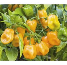 Plantă de ardei iute Habanero cu ardei iuți copți și necopți