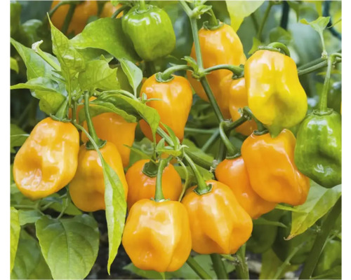 Plantă de ardei iute Habanero cu ardei iuți copți și necopți