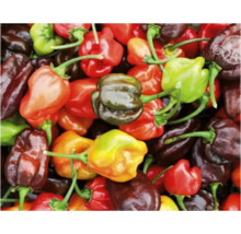 Ardei iute Habanero diverși