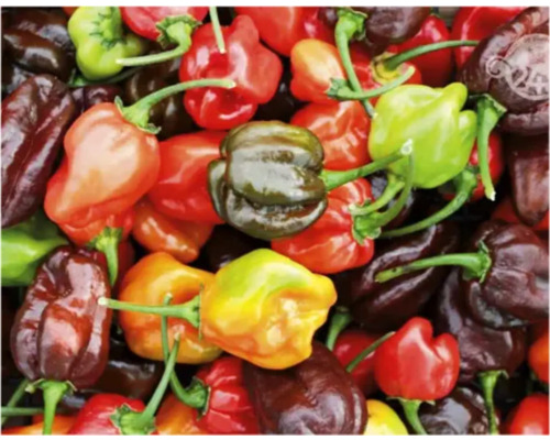 Ardei iute Habanero diverși