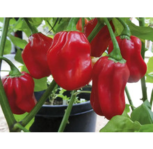 Plantă de ardei iute Habanero roșu în ghiveci