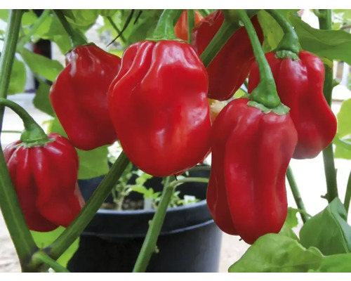 Plantă de ardei iute Habanero roșu în ghiveci