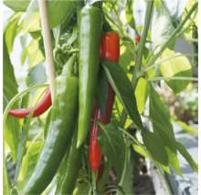 Plantă de chili cu păstăi verzi și roșii