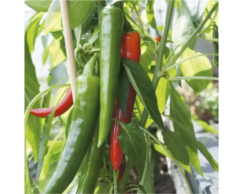 Plantă de chili cu păstăi verzi și roșii