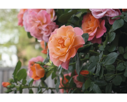 Prim-plan cu flori de trandafir cu frunze