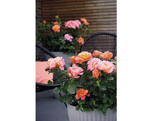 Trandafiri în jardiniere pe o terasă cu zonă de relaxare