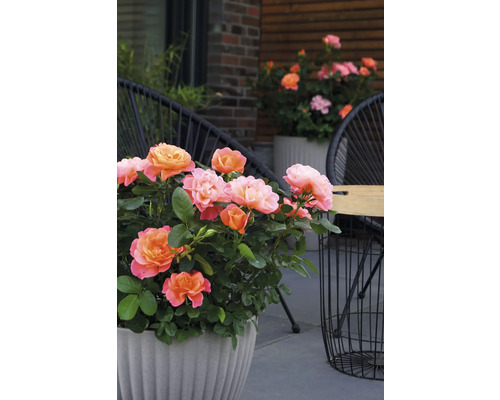 Trandafir în ghiveci pe o terasă