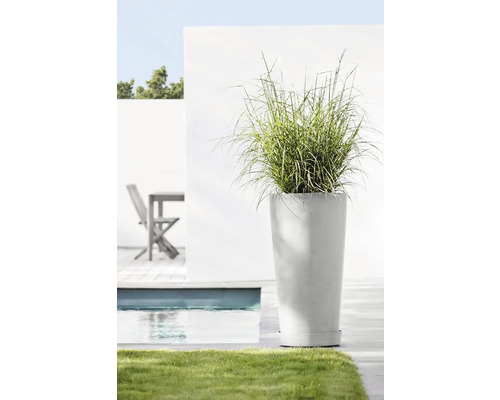 Iarbă decorativă într-un ghiveci înalt, afară, lângă o piscină.