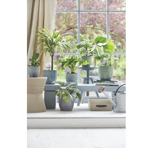Plante de interior decorative în ghivece pe o masă în fața unei ferestre.