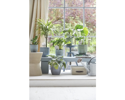 Plante de interior decorative în jardiniere pe o masă în fața unei ferestre.