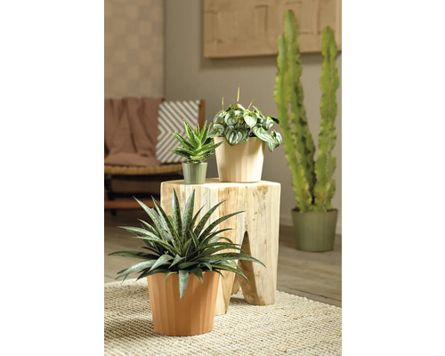 Mască ghiveci Soendgen Umea Barista ceramică Ø 29 cm H | HORNBACH