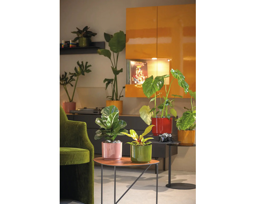 Plante decorative de interior în ghivece colorate pe măsuțe laterale într-o sufragerie.