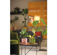 Cameră de zi cu diverse plante de interior în ghivece colorate pe mese și rafturi
