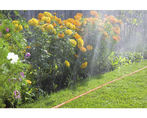 Udarea florilor și a gazonului cu un furtun de grădină