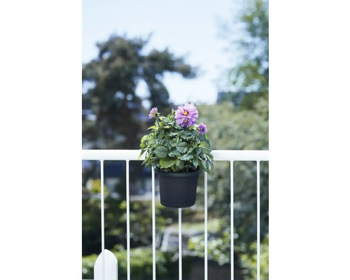 Dalie într-un ghiveci, fixată de o balustradă de balcon.