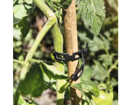 Plantă de tomate fixată cu clemă de plante pe un băț de lemn
