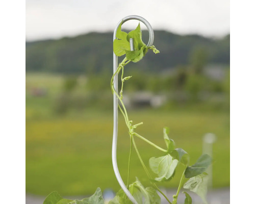 Plantă care crește pe un spalier