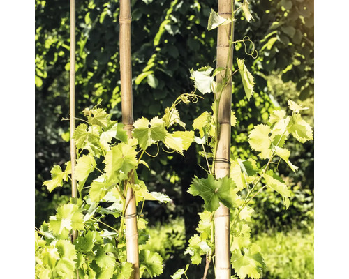 Viță de vie crește pe bețe de bambus în grădină.