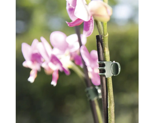 Orhidee cu cleme de plante pentru a sprijini cresterea plantelor