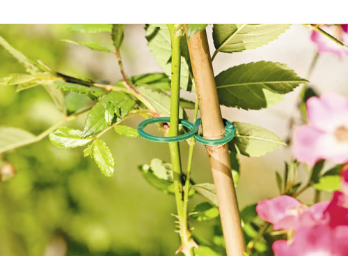 Plantă fixată de un băț cu legături verzi pentru plante