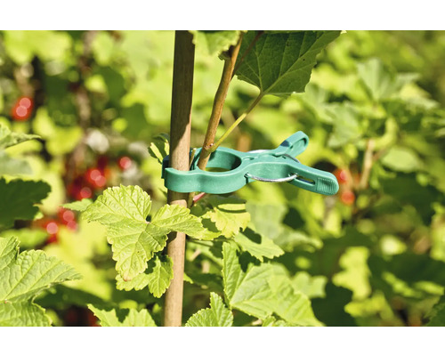 Clește pentru plante pentru fixarea plantelor de un băț