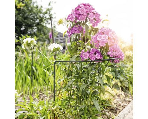 Strat de flori cu garoafe roz și albe, susținut de un inel de sprijin pentru plante.