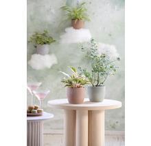 Plante decorative de interior în ghivece aranjate pe o măsuță laterală.