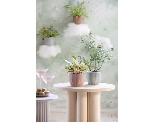 Plante decorative de interior în ghivece aranjate pe o măsuță laterală.