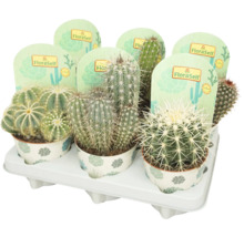 Cactus Mix FloraSelf Ø 12 cm diferite sortimente