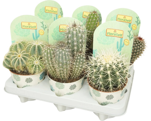 Cactus Mix FloraSelf Ø 12 cm diferite sortimente