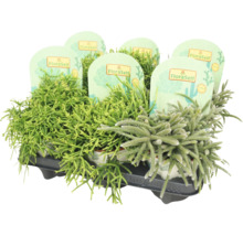 Asortiment Rhipsalis în tavă cu etichetă FloraSelf