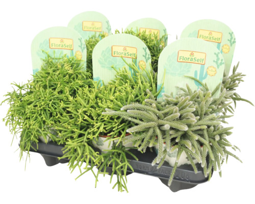 Asortiment Rhipsalis în tavă cu etichetă FloraSelf