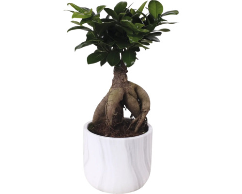 Ficus Ginseng într-un ghiveci