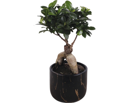 Ficus Ginseng Bonsai în ghiveci