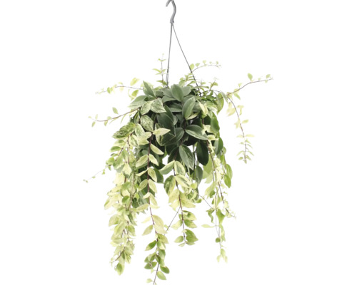Aeschynanthus Planta ruj curgătoare FloraSelf Aeschynanthus variegatus ghiveci Ø 15 cm