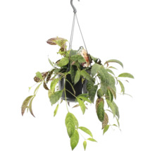 Plantă suspendată Hoya în ghiveci