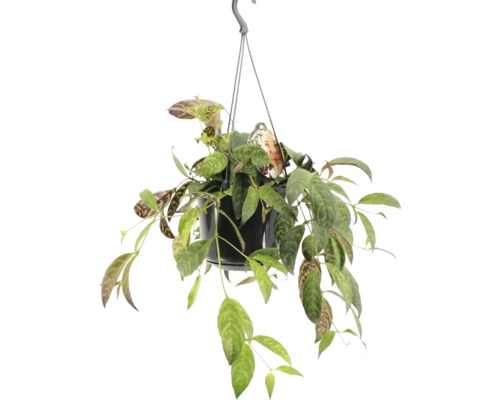 Plantă suspendată Hoya în ghiveci
