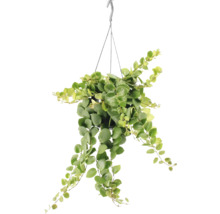 Plantă Dischidia suspendată cu frunze verzi într-un ghiveci