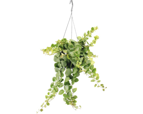 Plantă Dischidia suspendată cu frunze verzi într-un ghiveci