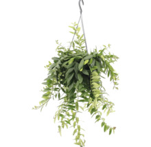 Plantă suspendată cu frunze verzi într-un ghiveci