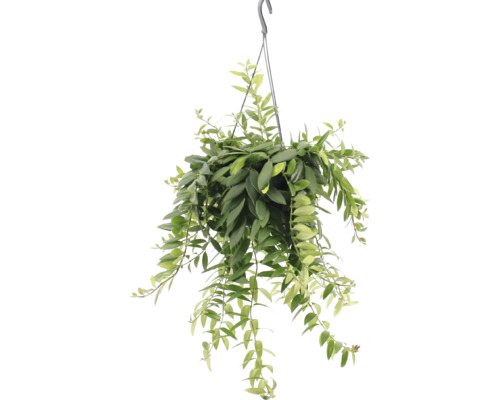 Plantă suspendată cu frunze verzi într-un ghiveci