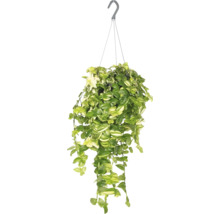 Plantă suspendată cu cârlig pentru decorare